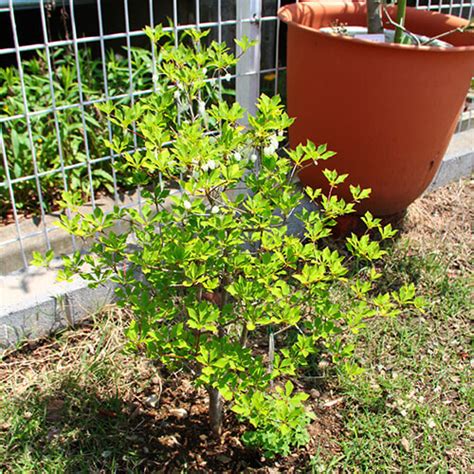 銅樹開花|ドウダンツツジの特徴・育て方・剪定時期・病気・害虫